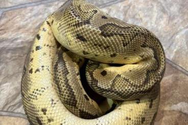 Königspythons kaufen und verkaufen Foto: Königspython 1.0 Pastel Clown Königspythons kaufen und verkaufen Foto: Königspython 1.0 Pastel Clown