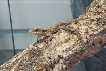 andere Echsen kaufen und verkaufen Foto: Cordylus Tropidosternum [Zwerggürtelschweif] zu verkaufen