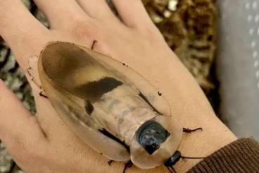Insekten kaufen und verkaufen Foto: ⭐️ Special Offer - Only 12€ per species ❗️ Insekten kaufen und verkaufen Foto: ⭐️ Special Offer - Only 12€ per species ❗️