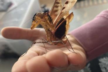Insekten kaufen und verkaufen Foto: Bulk Offer- “Dead Leaf Mantis” 30 Deroplatys desicccata Nymphs Insekten kaufen und verkaufen Foto: Bulk Offer- “Dead Leaf Mantis” 30 Deroplatys desicccata Nymphs