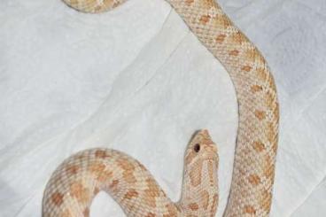 Nattern ungiftige kaufen und verkaufen Foto: 1.0 Heterodon nasicus Hognose Snake Nattern ungiftige kaufen und verkaufen Foto: 1.0 Heterodon nasicus Hognose Snake