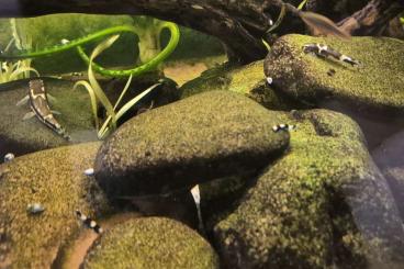 Zierfische kaufen und verkaufen Foto: Pandaschmerle, Yaoshania pachychilus Zierfische kaufen und verkaufen Foto: Pandaschmerle, Yaoshania pachychilus