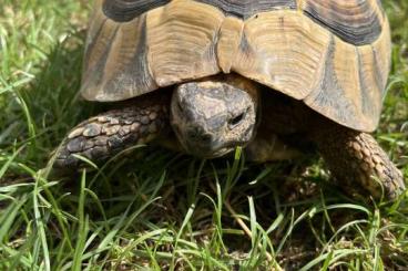 Tortoises kaufen und verkaufen Photo: Griechische Landschildkröte, männlich, NZ 2007 Tortoises kaufen und verkaufen Photo: Griechische Landschildkröte, männlich, NZ 2007