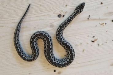 Giftschlangen kaufen und verkaufen Foto: Vipera renardi CBB 2024 Giftschlangen kaufen und verkaufen Foto: Vipera renardi CBB 2024
