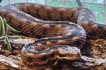 Giftschlangen kaufen und verkaufen Foto: 1,0 Vipera latastei latastei CBB 2019 Giftschlangen kaufen und verkaufen Foto: 1,0 Vipera latastei latastei CBB 2019