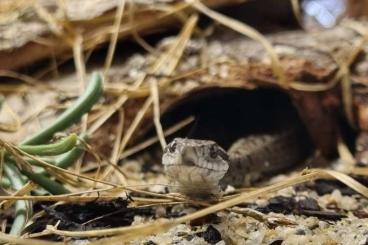 Venomous snakes kaufen und verkaufen Photo: Vipera ursini moldovica 1,0 CBB 2024 Venomous snakes kaufen und verkaufen Photo: Vipera ursini moldovica 1,0 CBB 2024