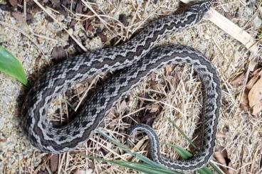 Venomous snakes kaufen und verkaufen Photo: 0,0,5 Vipera renardi, Donaudelta, RO, CBB 2025 Venomous snakes kaufen und verkaufen Photo: 0,0,5 Vipera renardi, Donaudelta, RO, CBB 2025