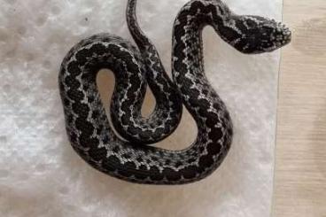 Venomous snakes kaufen und verkaufen Photo: 0,0,5 Vipera renardi CBB 2025 Venomous snakes kaufen und verkaufen Photo: 0,0,5 Vipera renardi CBB 2025