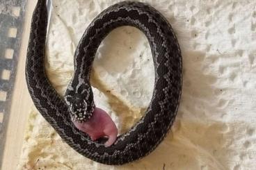 Venomous snakes kaufen und verkaufen Photo: 0,0,4 Vipera renardi CBB 2025 Venomous snakes kaufen und verkaufen Photo: 0,0,4 Vipera renardi CBB 2025