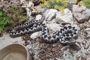 Venomous snakes kaufen und verkaufen Photo: 2,2 Vipera ammodytes ammodytes ex „gregorwallneri“ Venomous snakes kaufen und verkaufen Photo: 2,2 Vipera ammodytes ammodytes ex „gregorwallneri“