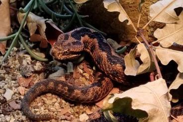 Giftschlangen kaufen und verkaufen Photo: 1,1 Vipera latastei latastei