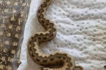 Giftschlangen kaufen und verkaufen Photo: 2,3 Vipera latastei latastei 
