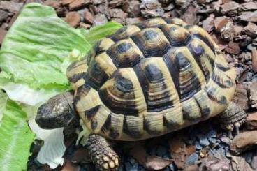 Landschildkröten kaufen und verkaufen Foto: Griechische Landschildkröte