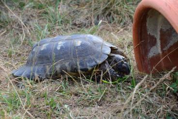 Landschildkröten kaufen und verkaufen Foto: Testudo Marginata Männchen Schlupf 8/95 abzugeben Landschildkröten kaufen und verkaufen Foto: Testudo Marginata Männchen Schlupf 8/95 abzugeben