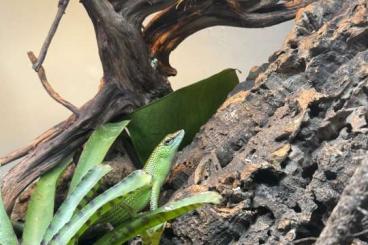 Skinks kaufen und verkaufen Photo: Lamprolepis smaragdina pair emerald tree skinks Skinks kaufen und verkaufen Photo: Lamprolepis smaragdina pair emerald tree skinks