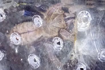 Vogelspinnen kaufen und verkaufen Foto: Biete Vogelspinnen aus Hobbyhaltung Vogelspinnen kaufen und verkaufen Foto: Biete Vogelspinnen aus Hobbyhaltung