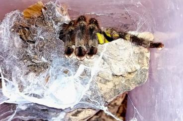 Vogelspinnen kaufen und verkaufen Foto: 1.0 P. regalis RH 04.2025 *Fit & frisst* Vogelspinnen kaufen und verkaufen Foto: 1.0 P. regalis RH 04.2025 *Fit & frisst*