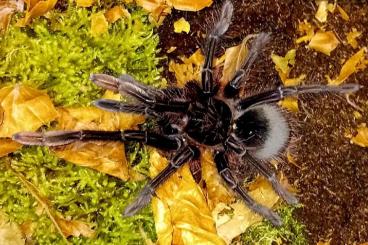 Vogelspinnen kaufen und verkaufen Foto: 1.0 Theraphosa apophysis 6cm KL