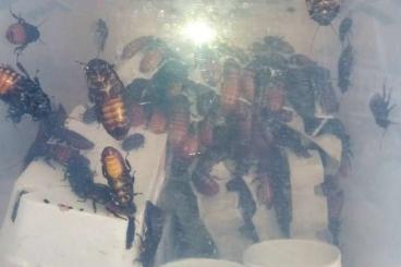 andere Wirbellose kaufen und verkaufen Foto: Fauchschaben (Gromphadorrhina portentosa)