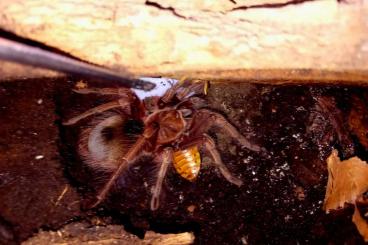 Vogelspinnen kaufen und verkaufen Foto: 1.0 Theraphosa apophysis Vogelspinnen kaufen und verkaufen Foto: 1.0 Theraphosa apophysis