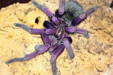 Vogelspinnen kaufen und verkaufen Photo: 1.0 Pamphobeteus spec. machala RH 21.07.2025 Vogelspinnen kaufen und verkaufen Photo: 1.0 Pamphobeteus spec. machala RH 21.07.2025