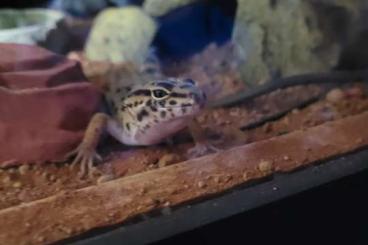 Geckos kaufen und verkaufen Foto: Leopardgeckos mit Terrarium 