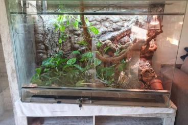 Snakes kaufen und verkaufen Photo: Terrarium inkl. 3D Rückwand Snakes kaufen und verkaufen Photo: Terrarium inkl. 3D Rückwand
