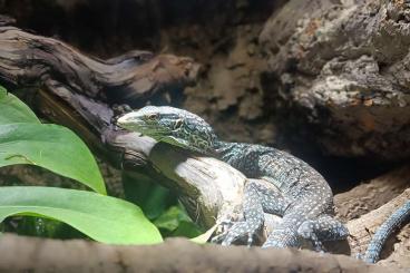 Monitor lizards kaufen und verkaufen Photo: Varanus Macraei (Blauer Baumwaran) Monitor lizards kaufen und verkaufen Photo: Varanus Macraei (Blauer Baumwaran)