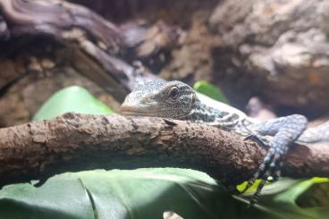 Warane kaufen und verkaufen Foto: Varanus Macraei 1.0 (Blauer Baumwaran) Warane kaufen und verkaufen Foto: Varanus Macraei 1.0 (Blauer Baumwaran)