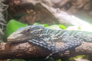 Monitor lizards kaufen und verkaufen Photo: Varanus Macraei (Blauer Baumwaran) Monitor lizards kaufen und verkaufen Photo: Varanus Macraei (Blauer Baumwaran)