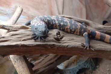 Lizards kaufen und verkaufen Photo: Gilakrustenechse (Heloderma suspectum) Lizards kaufen und verkaufen Photo: Gilakrustenechse (Heloderma suspectum)