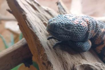 Lizards kaufen und verkaufen Photo: Heloderma suspectum 1.0 (Gilakrustenechse) Lizards kaufen und verkaufen Photo: Heloderma suspectum 1.0 (Gilakrustenechse)