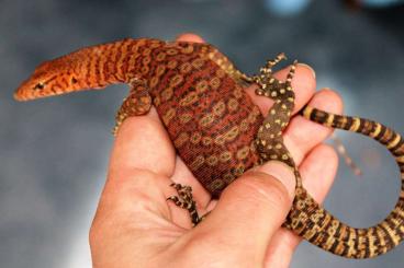 Monitor lizards kaufen und verkaufen Photo: Looking for Varanus Pilbarensis 0.0.X