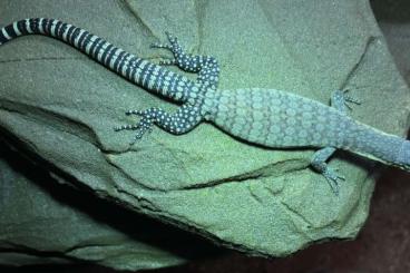 Warane kaufen und verkaufen Foto: Looking for 0.0.X Varanus Glauerti Warane kaufen und verkaufen Foto: Looking for 0.0.X Varanus Glauerti