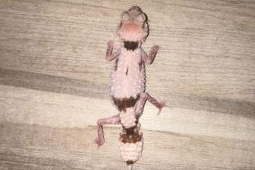 Lizards kaufen und verkaufen Photo: Nephrurus cinctus patternless 1.1 CB 2024 Lizards kaufen und verkaufen Photo: Nephrurus cinctus patternless 1.1 CB 2024