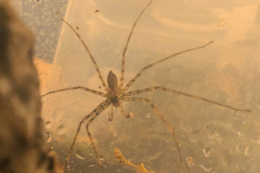 Spiders and Scorpions kaufen und verkaufen Photo: Biete adulte Männchen zur Abholung oder Übergabe in Recklinghausen Spiders and Scorpions kaufen und verkaufen Photo: Biete adulte Männchen zur Abholung oder Übergabe in Recklinghausen