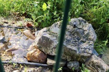 Landschildkröten kaufen und verkaufen Foto: Suche Griechische Landschildkröten