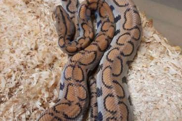Schlangen kaufen und verkaufen Foto: Epicrates cenchria - pastel