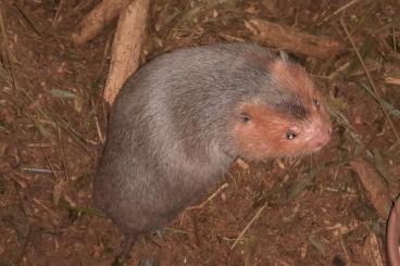 Exotische Säuger kaufen und verkaufen Foto: Giant bamboo rats - Rhizomys Sumatrensis