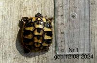 Bild 5/8