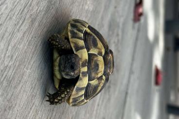 Landschildkröten kaufen und verkaufen Photo: Griechische Landschildkröte Landschildkröten kaufen und verkaufen Photo: Griechische Landschildkröte
