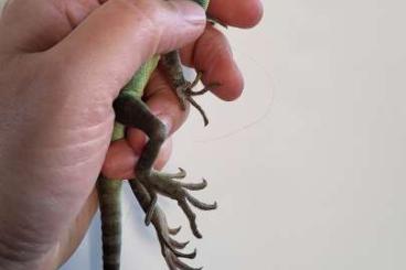 andere Echsen kaufen und verkaufen Foto: Eigene Nachzuchten Stirnlappenbasiliken Basiliscus plumifrons andere Echsen kaufen und verkaufen Foto: Eigene Nachzuchten Stirnlappenbasiliken Basiliscus plumifrons