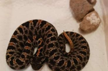 Venomous snakes kaufen und verkaufen Photo: Zwergklapperschlange abzuwarten Venomous snakes kaufen und verkaufen Photo: Zwergklapperschlange abzuwarten