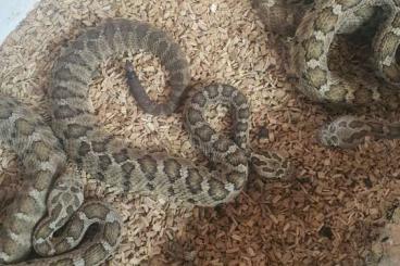 Giftschlangen kaufen und verkaufen Foto: Crotalus, Metlapilcoatlus Giftschlangen kaufen und verkaufen Foto: Crotalus, Metlapilcoatlus
