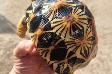 Tortoises kaufen und verkaufen Photo: Astrochelys radiata tortuga madagascar Tortoises kaufen und verkaufen Photo: Astrochelys radiata tortuga madagascar