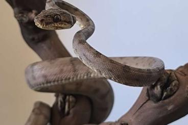 Snakes kaufen und verkaufen Photo: Corallus Hortulanus 0,1 cb23