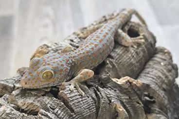 Geckos kaufen und verkaufen Foto: Tokeh Gecko / Gekko Gecko 2,0 Geckos kaufen und verkaufen Foto: Tokeh Gecko / Gekko Gecko 2,0