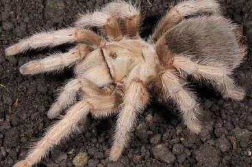Spinnen und Skorpione kaufen und verkaufen Foto: Grammostola sp maule 0.1/1.1 Spinnen und Skorpione kaufen und verkaufen Foto: Grammostola sp maule 0.1/1.1