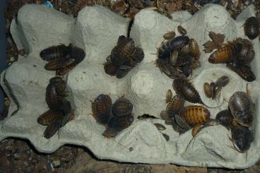 Futtertiere kaufen und verkaufen Foto: Argentinische Schabe (Blaptica dubia)