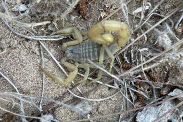 Scorpions kaufen und verkaufen Photo: Aegaeobuthus gibbosus WC (Peleponnese)